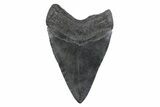Serrated, Fossil Megalodon Tooth - South Carolina #362155-1